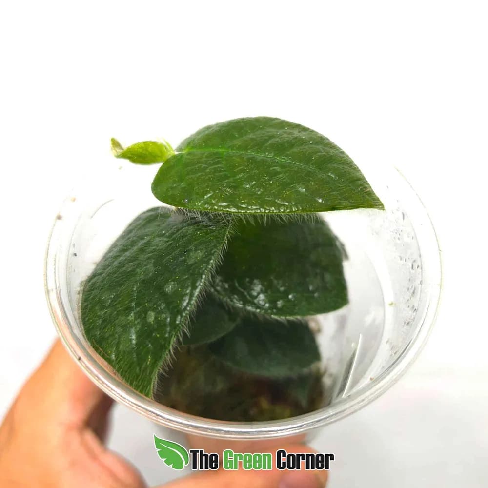 Ficus villosa
