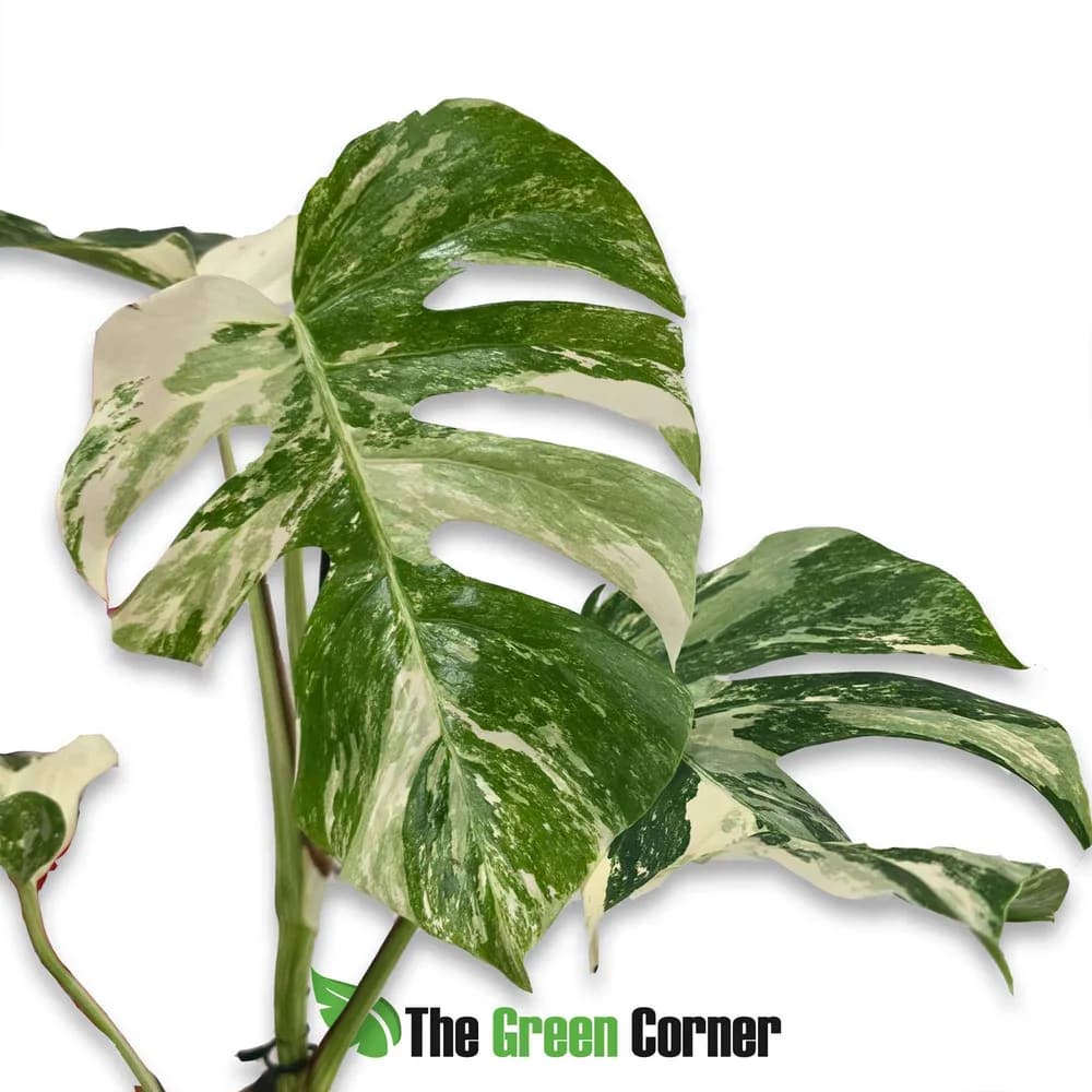 Monstera deliciosa 'Albo Variegata'