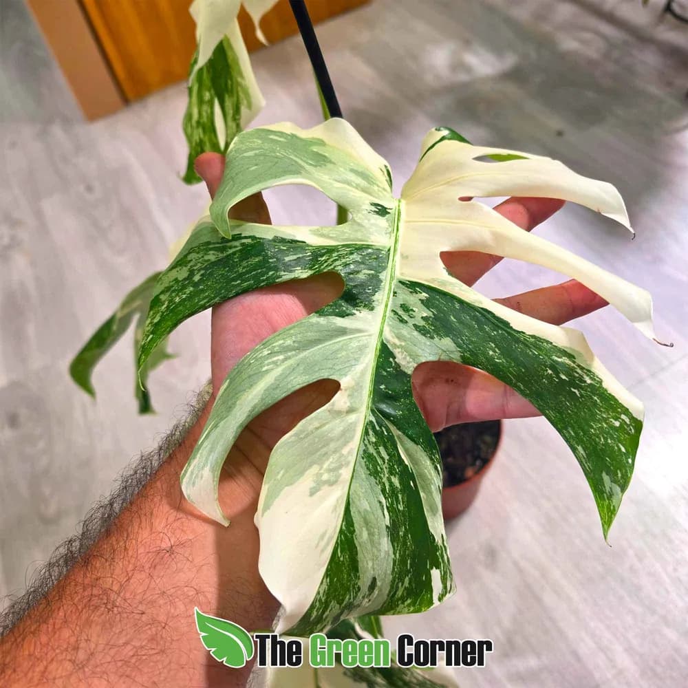 Monstera deliciosa 'Albo Variegata'