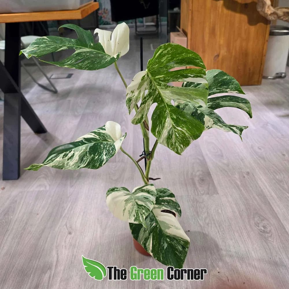 Monstera deliciosa 'Albo Variegata'