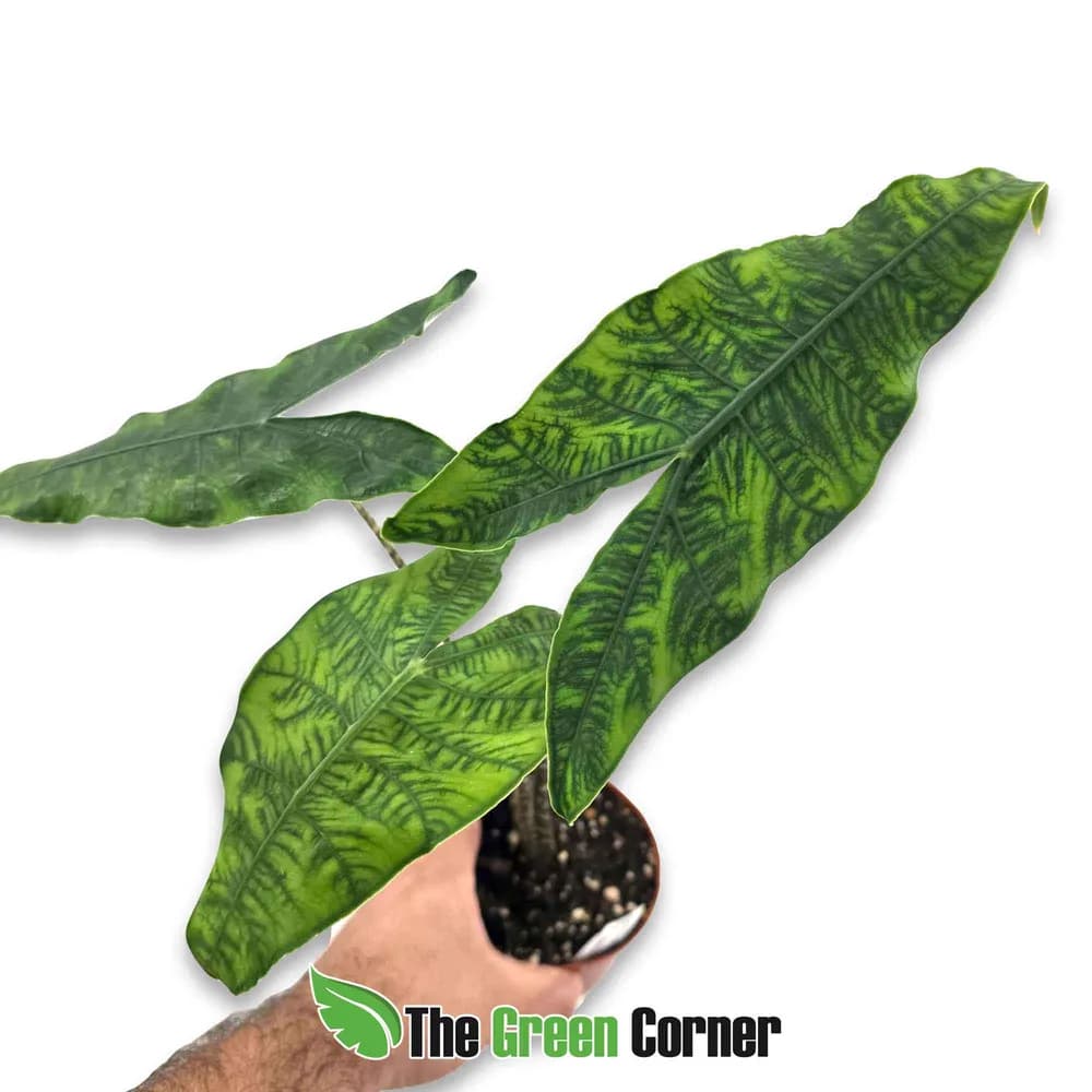 Alocasia reticulata
