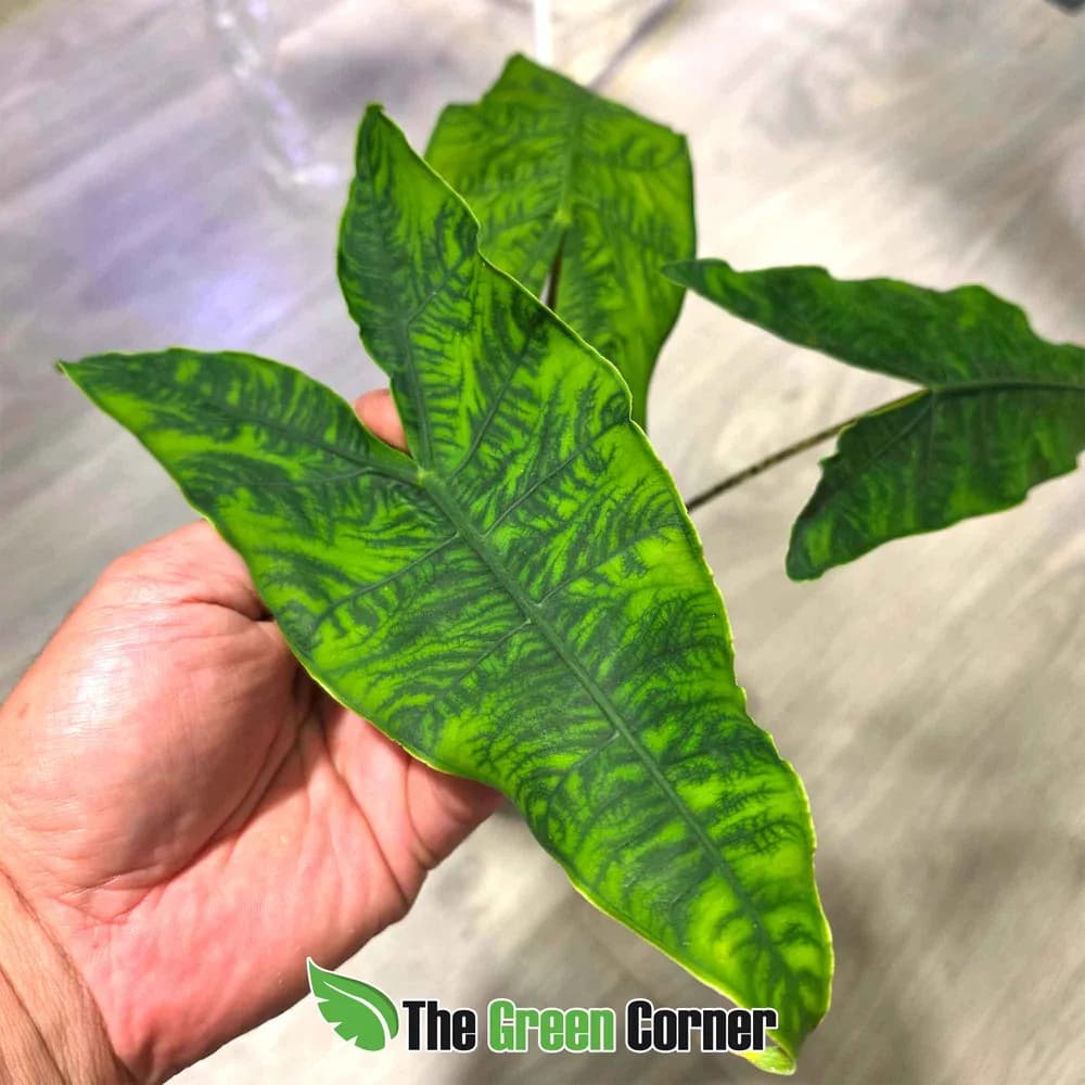 Alocasia reticulata