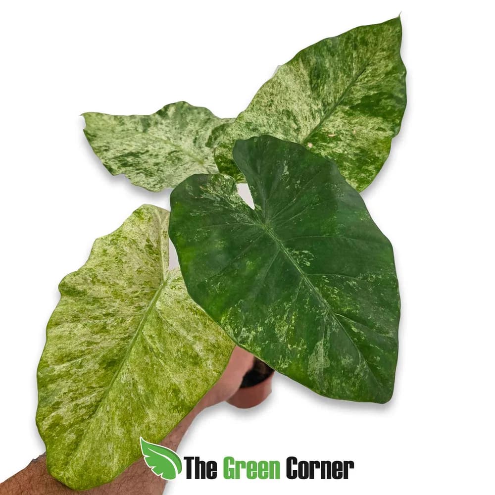 Alocasia odora 'Variegata Batik'