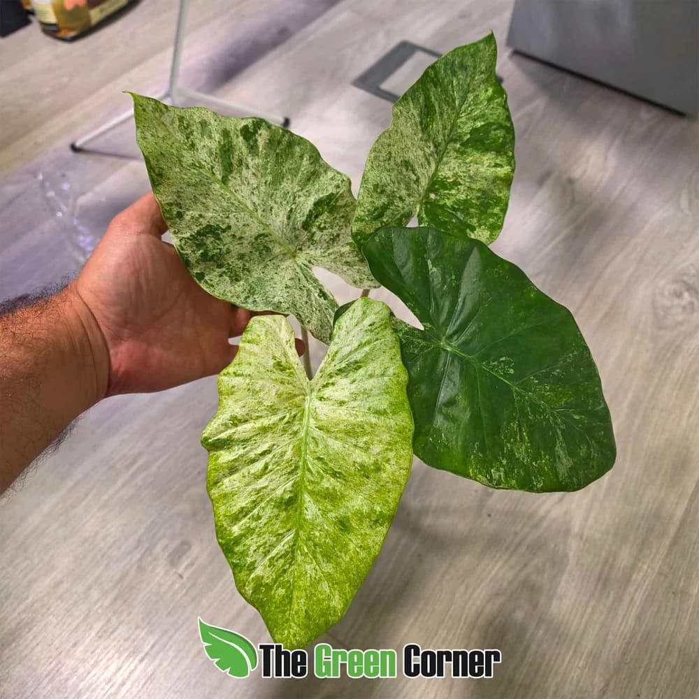 Alocasia odora 'Variegata Batik' 2