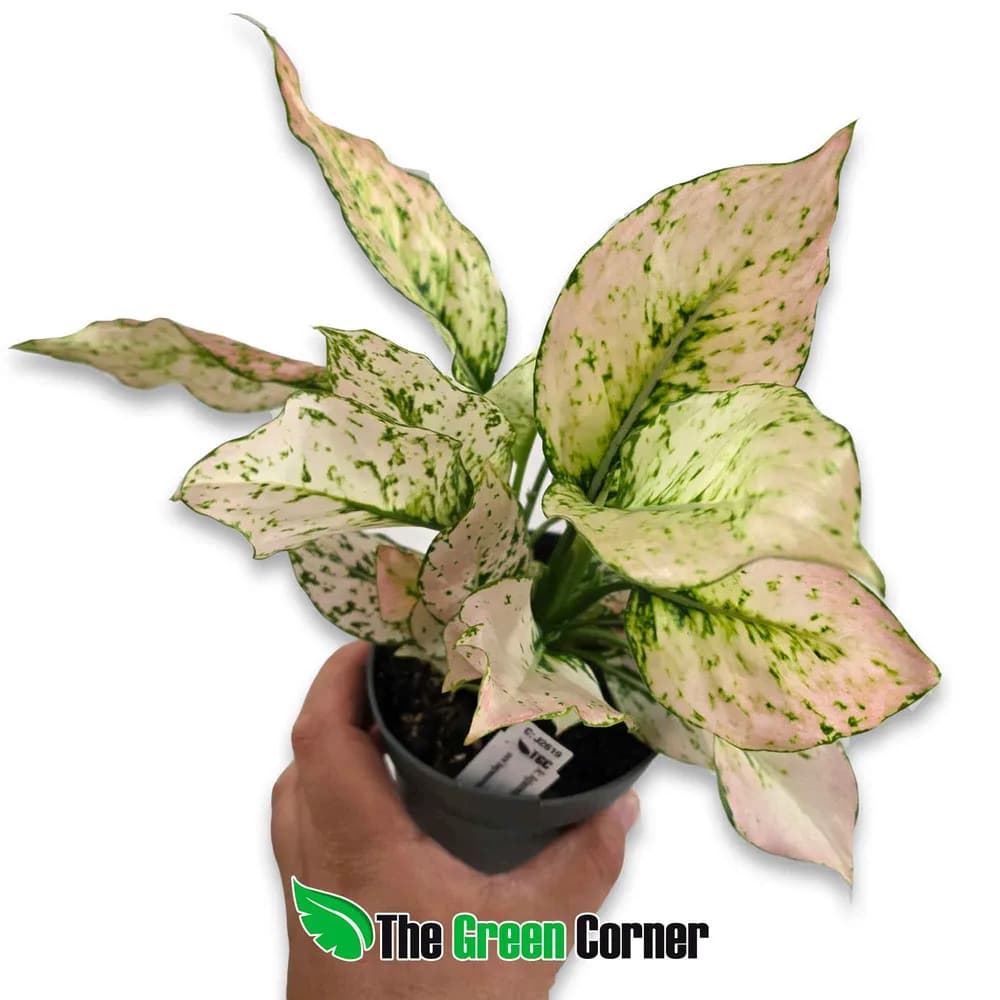 Aglaonema Rosy