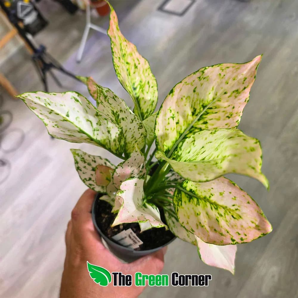 Aglaonema Rosy 2