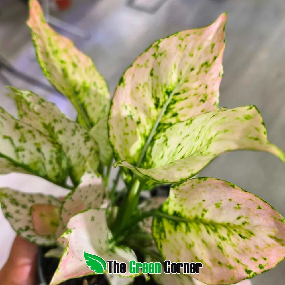 Aglaonema Rosy 3