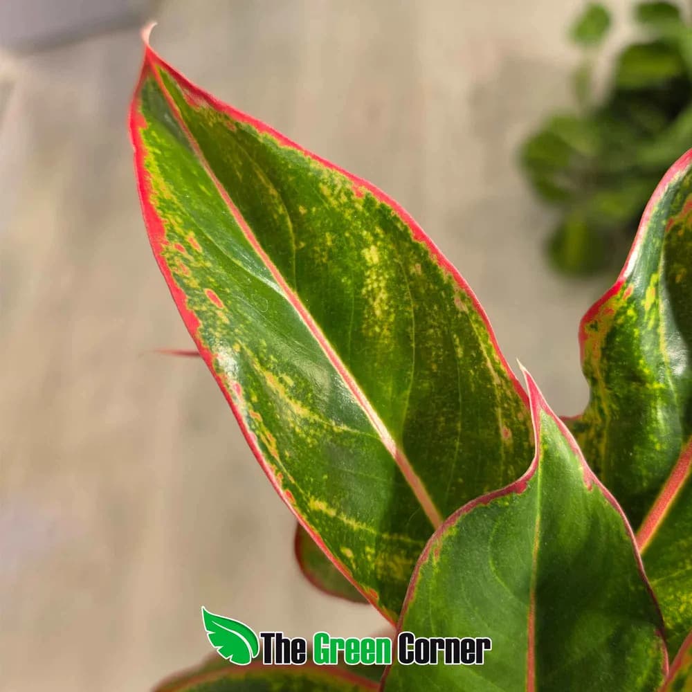 Aglaonema Jungle Red