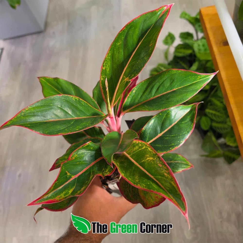 Aglaonema Jungle Red