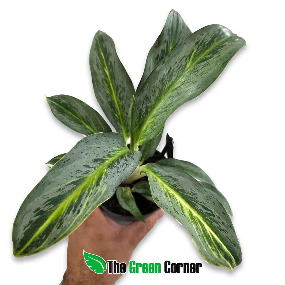 Aglaonema Emerald Stone