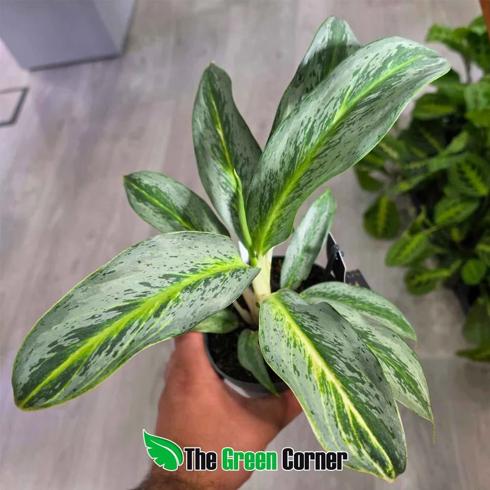Aglaonema Emerald Stone 2
