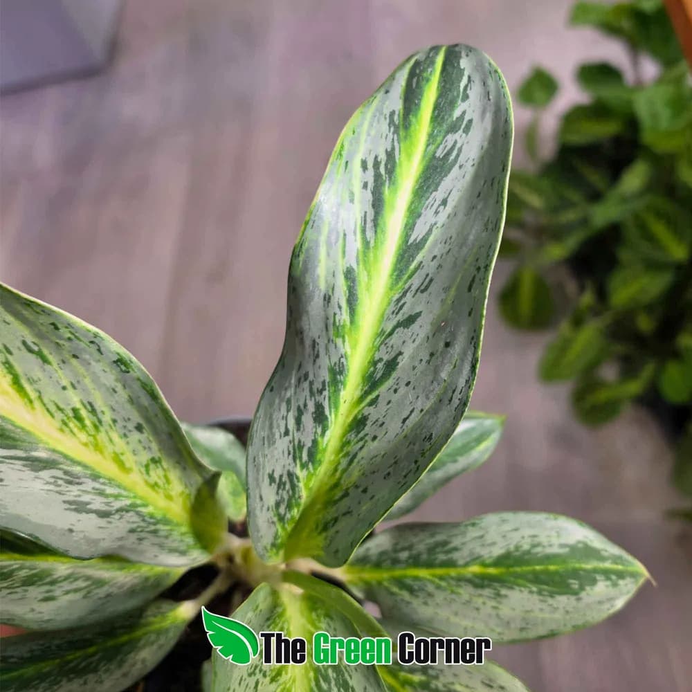 Aglaonema Emerald Stone 3