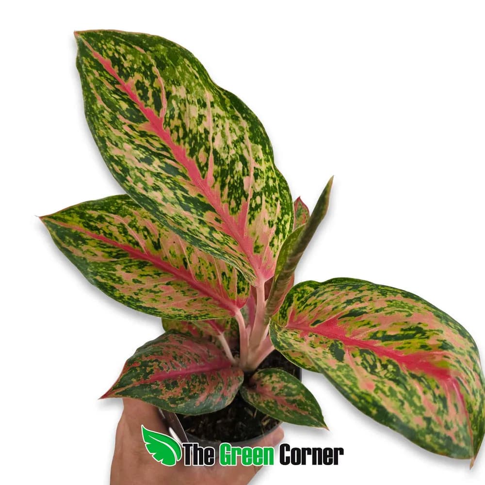 Aglaonema Samba Red