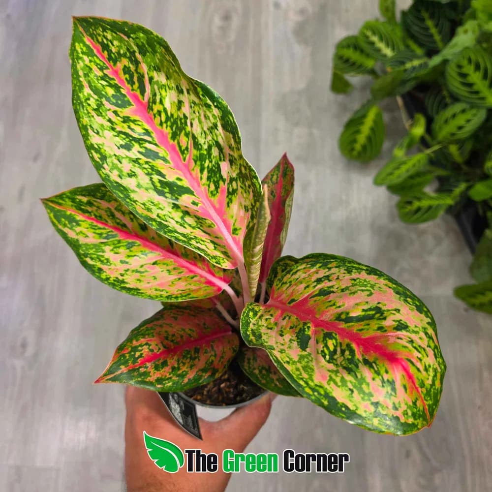 Aglaonema Samba Red 2