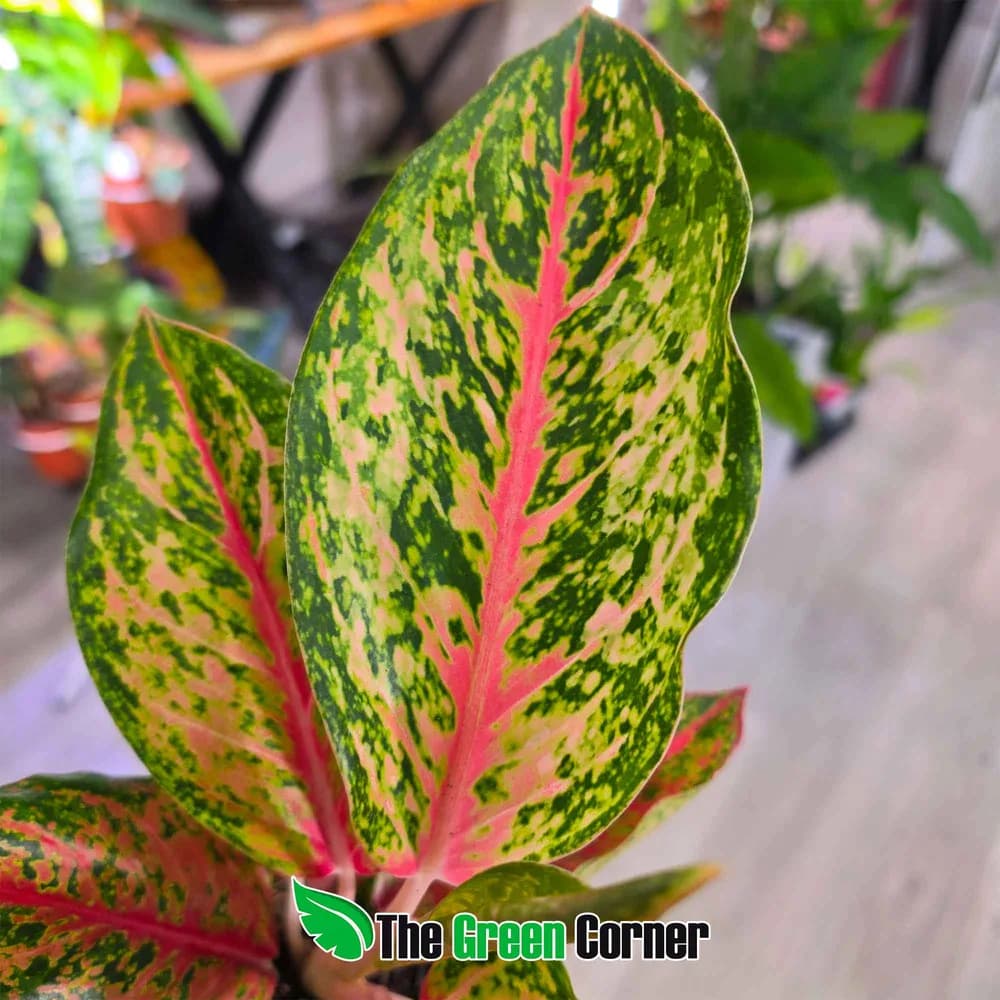 Aglaonema Samba Red 3