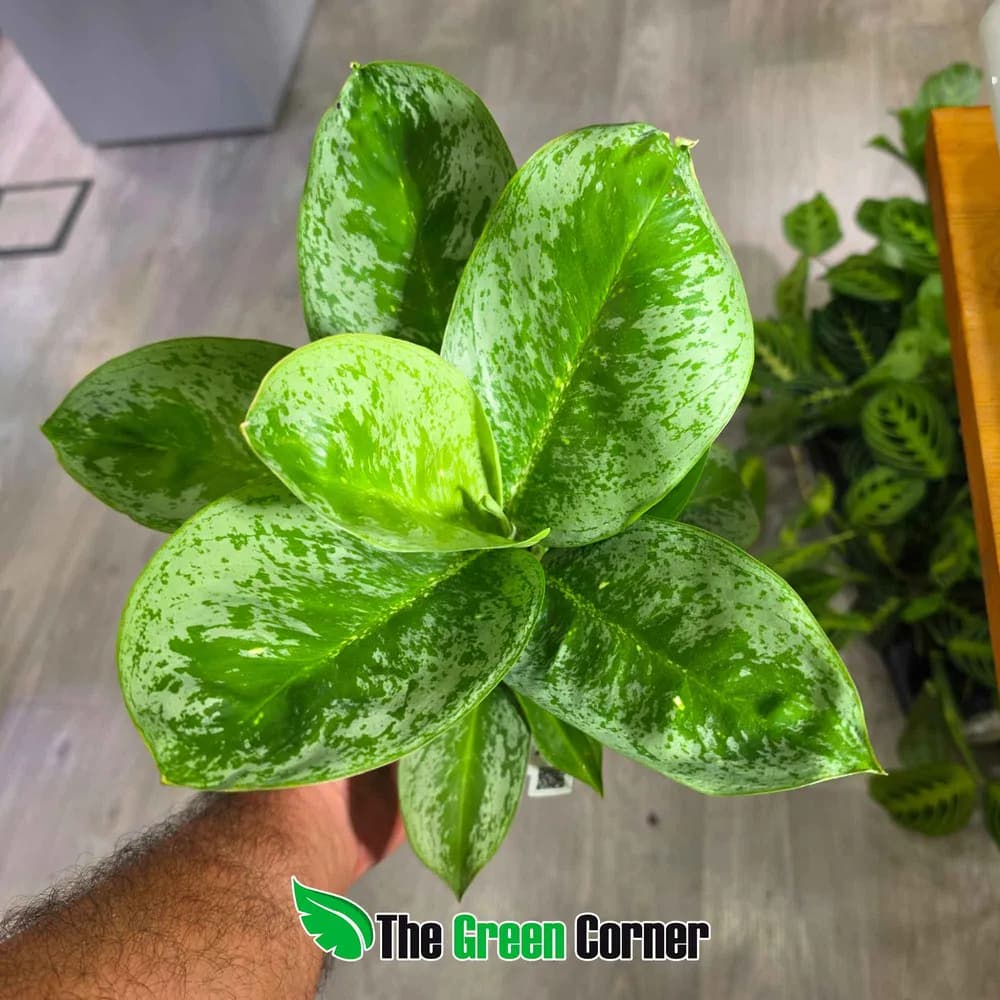 Aglaonema Onix Green 2