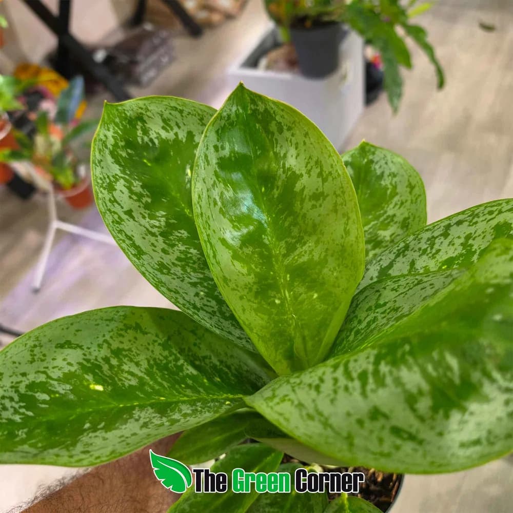 Aglaonema Onix Green 3