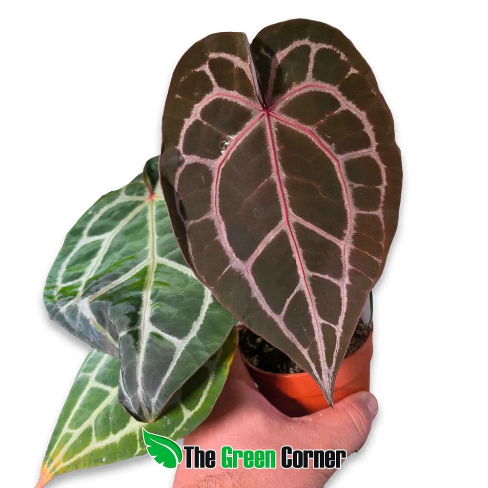 Anthurium 'Michelle'®