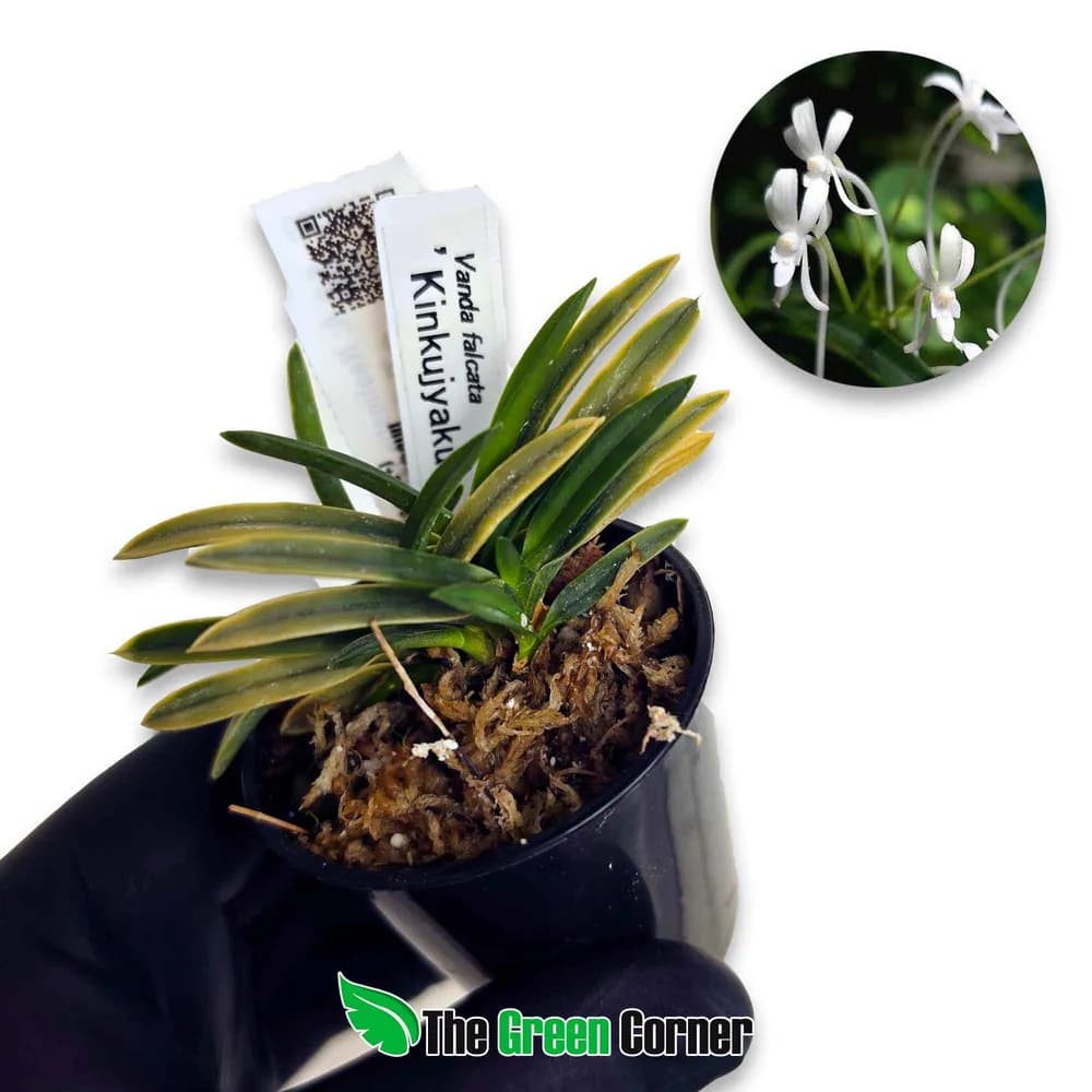 Neofinetia falcata 'Kinkujyaku'