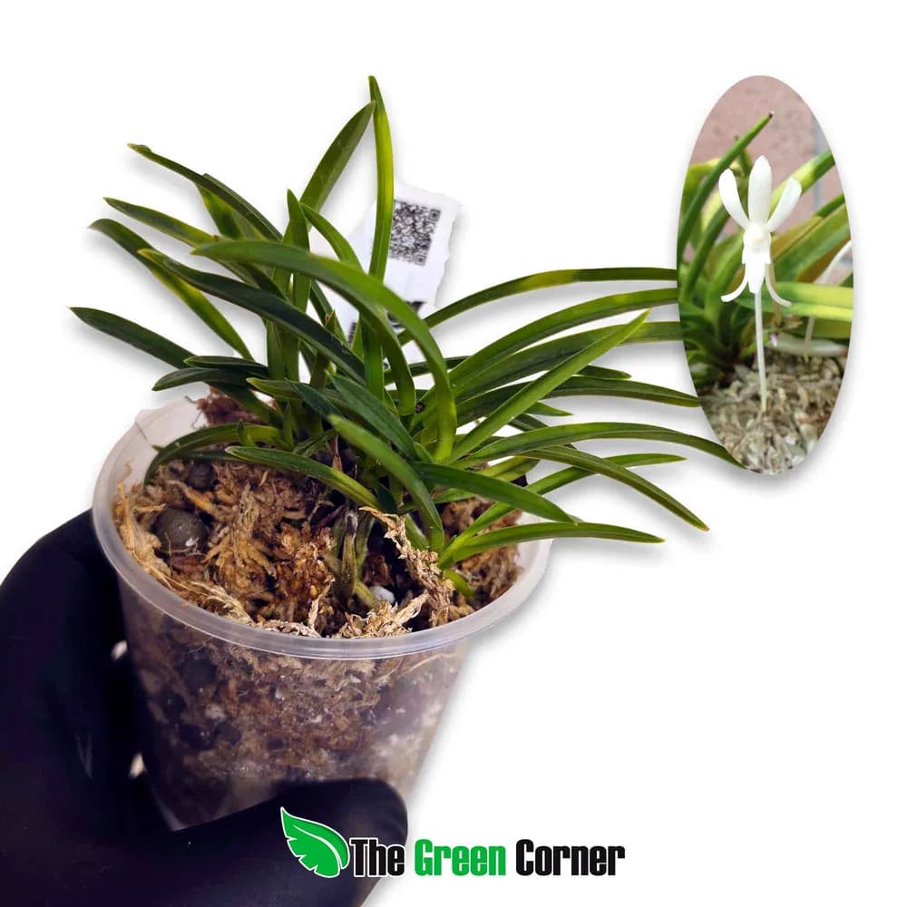 Neofinetia falcata 'Setsuzan'