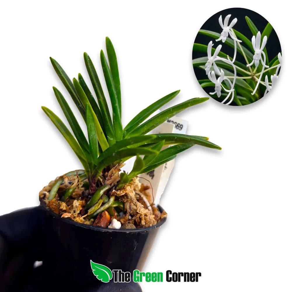 Neofinetia falcata 'Tachitaiho'