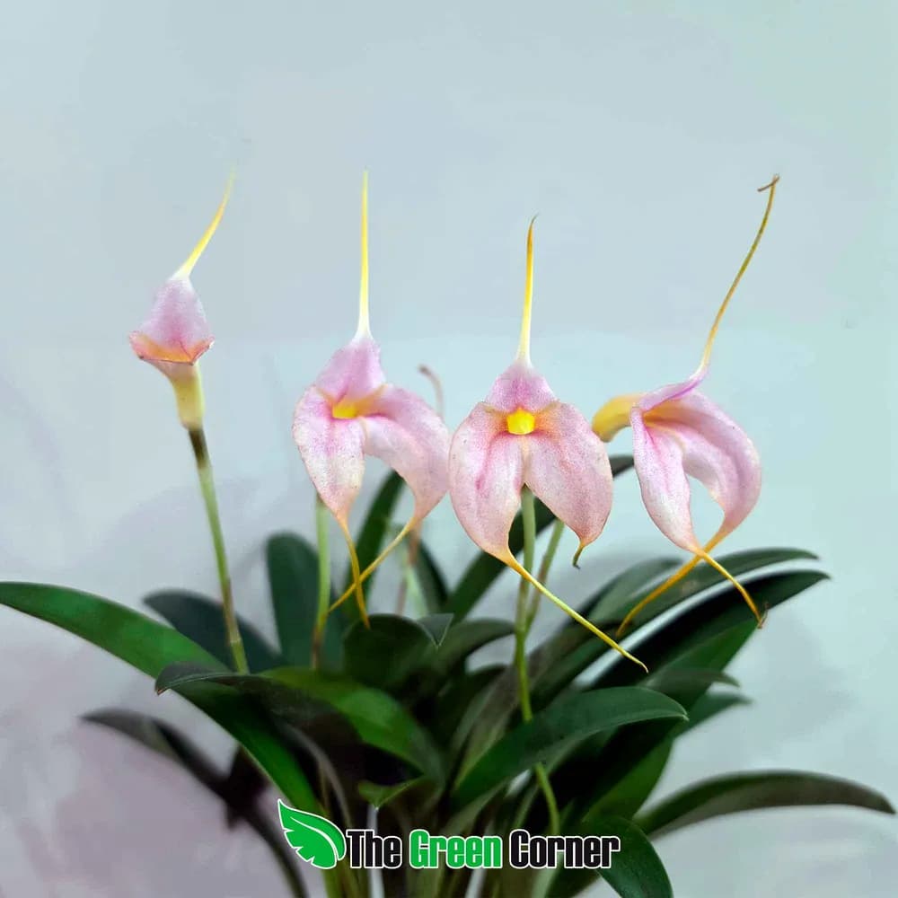 Masdevallia coccinea Multiflora 4