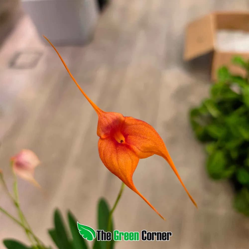 Masdevallia coccinea Multiflora 3