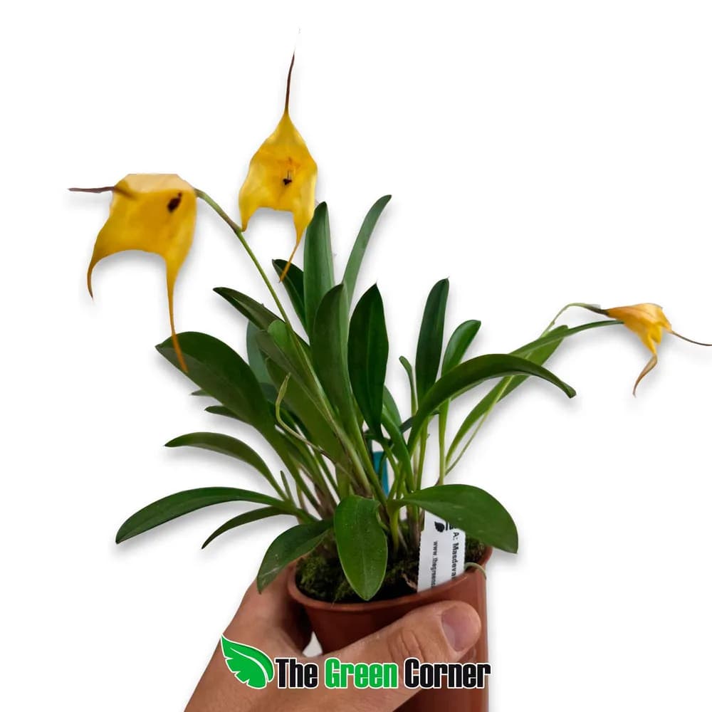Masdevallia coccinea Multiflora 2