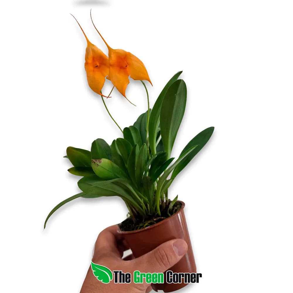 Masdevallia coccinea Multiflora