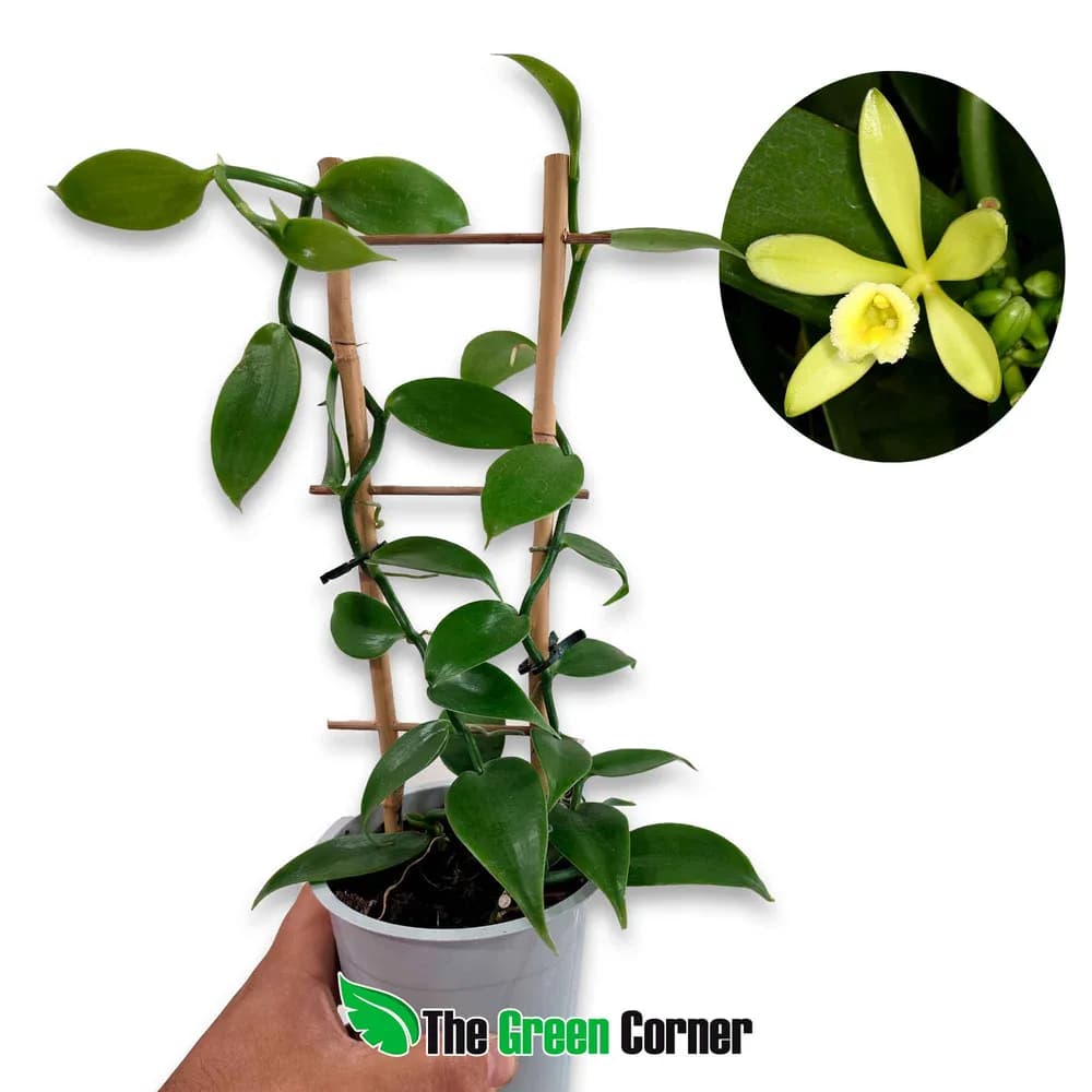 Vanilla planifolia XL