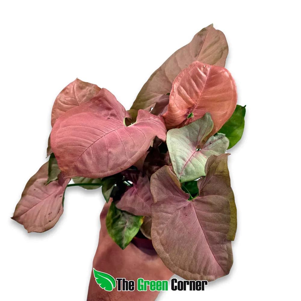 Syngonium 'Neon'