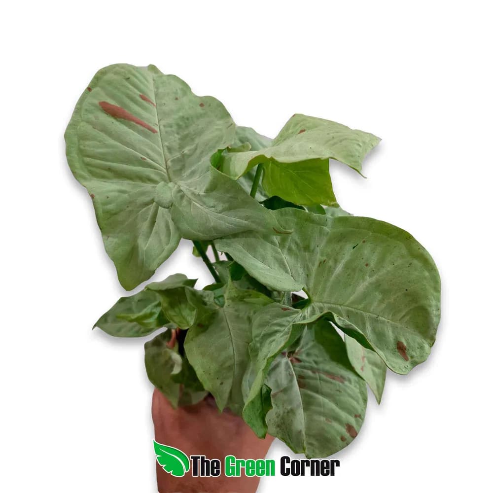 Syngonium 'Confetti'
