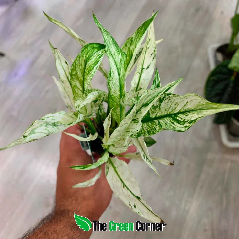 Spathiphyllum 'Snow Feather'