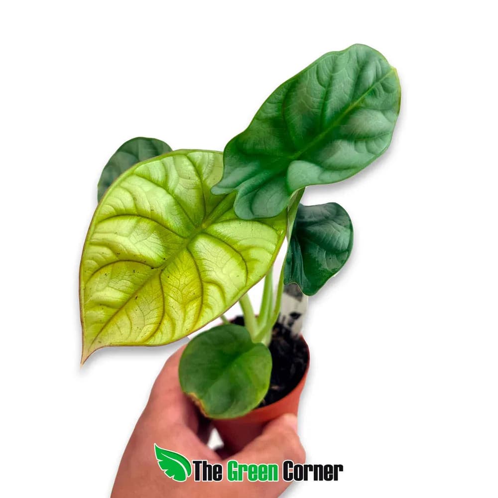 Alocasia Dragon Gold