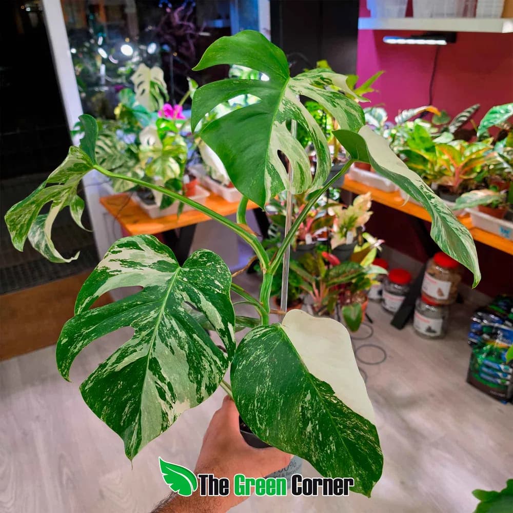 Monstera deliciosa var. borsigiana 'Albo Variegata'