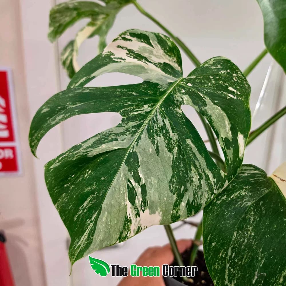 Monstera deliciosa var. borsigiana 'Albo Variegata'
