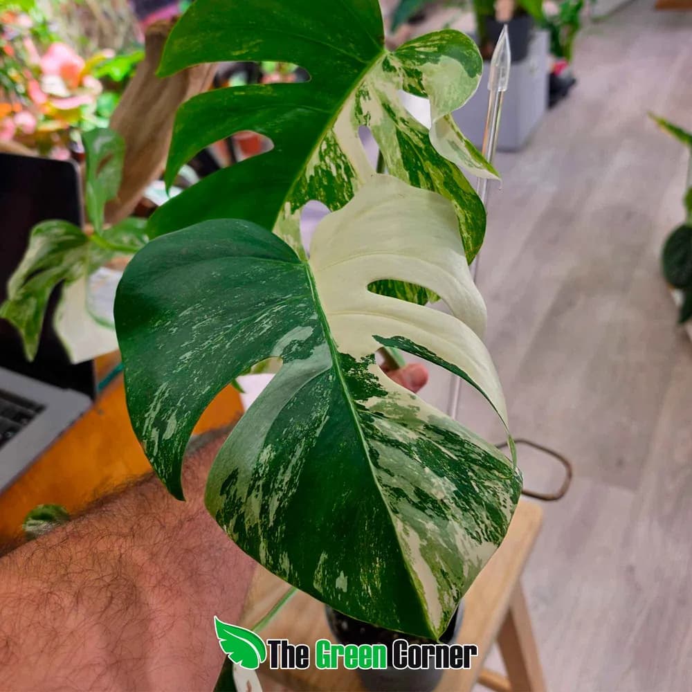 Monstera deliciosa var. borsigiana 'Albo Variegata'