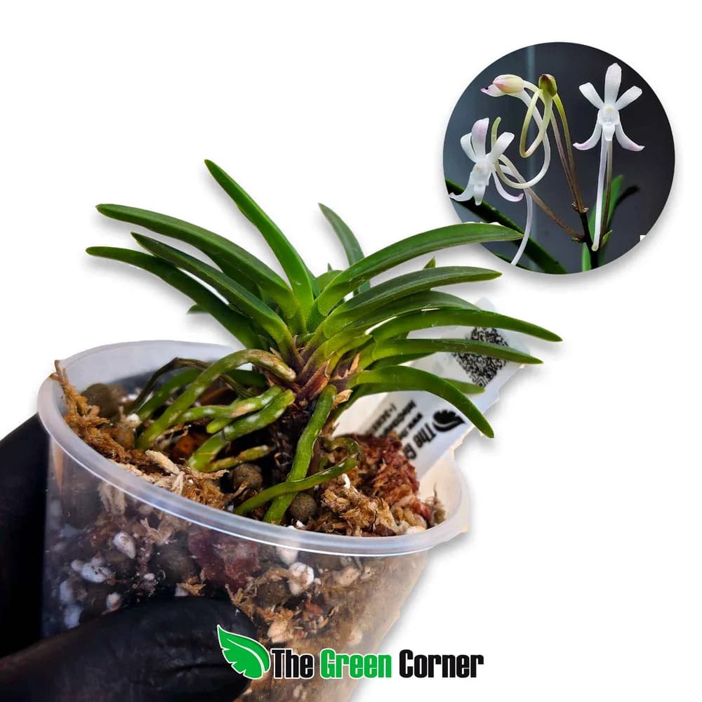 Neofinetia falcata 'Isechabo'