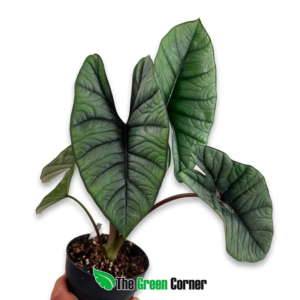 Alocasia Platinum