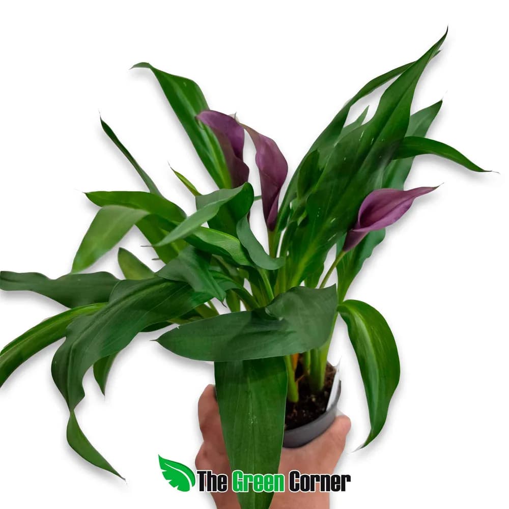 Zantedeschia (Cala)