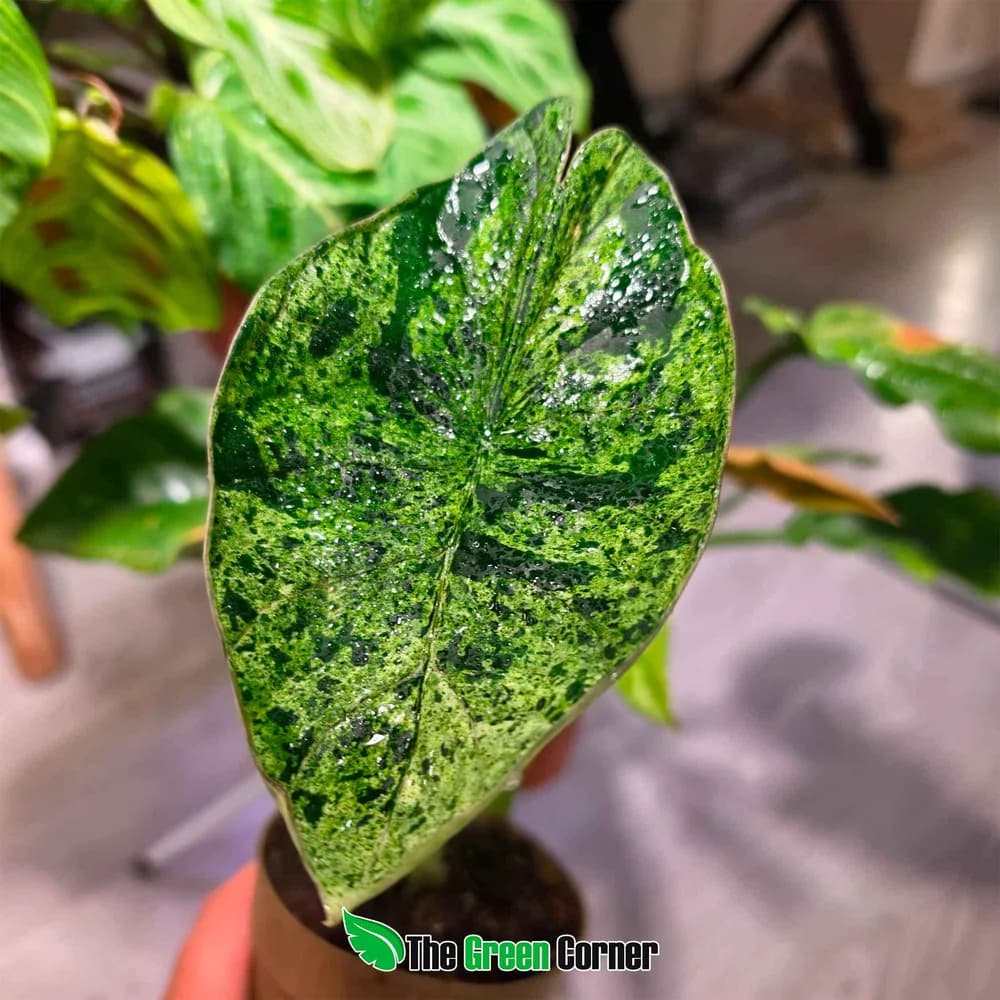 Alocasia baginda 'Dragon Scale' Mint