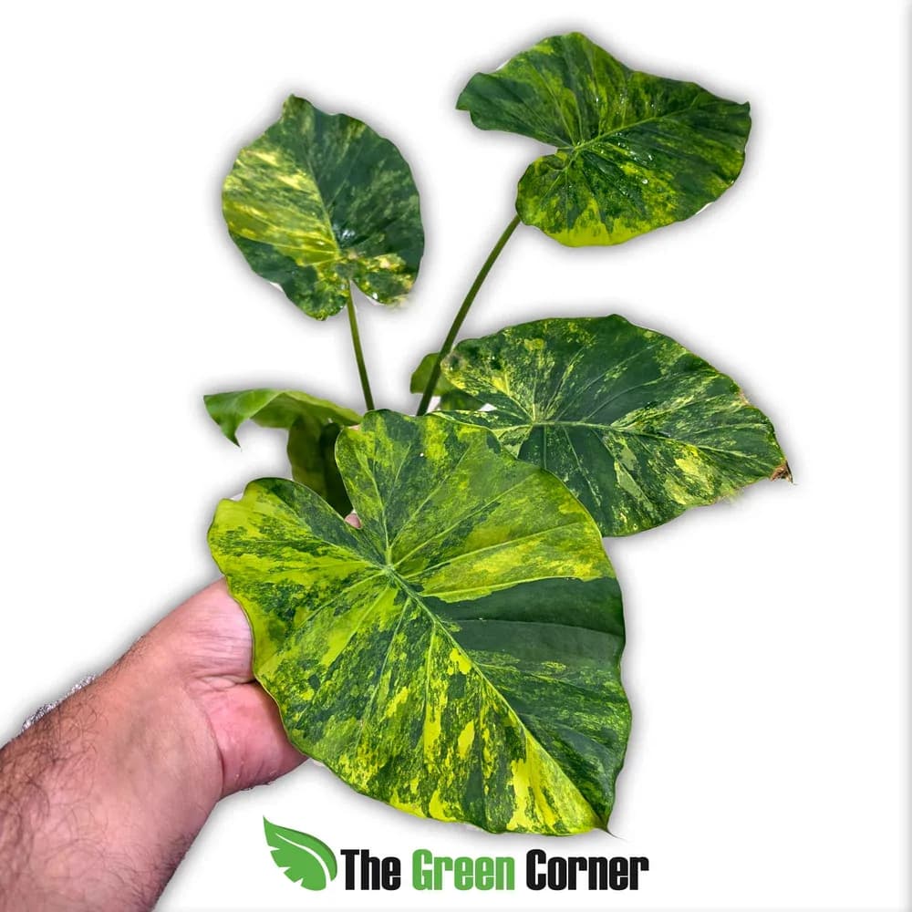 Alocasia macrorrhiza 'Aurea' Variegata