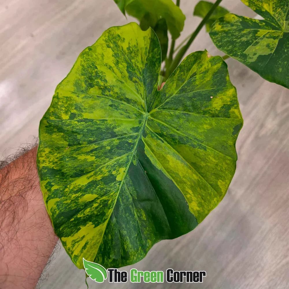 Alocasia macrorrhiza 'Aurea' Variegata