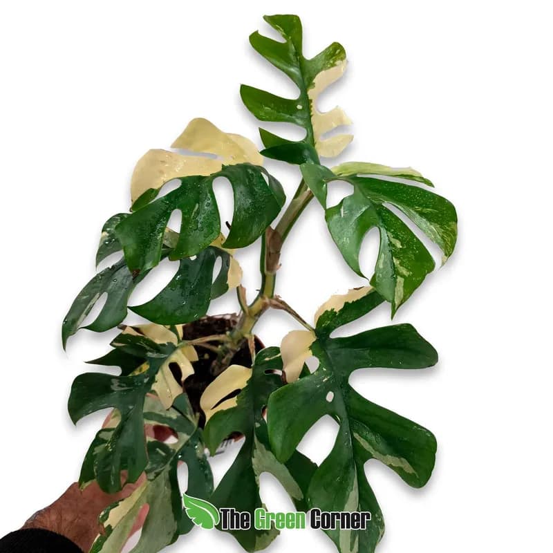 Monstera tetrasperma variegata