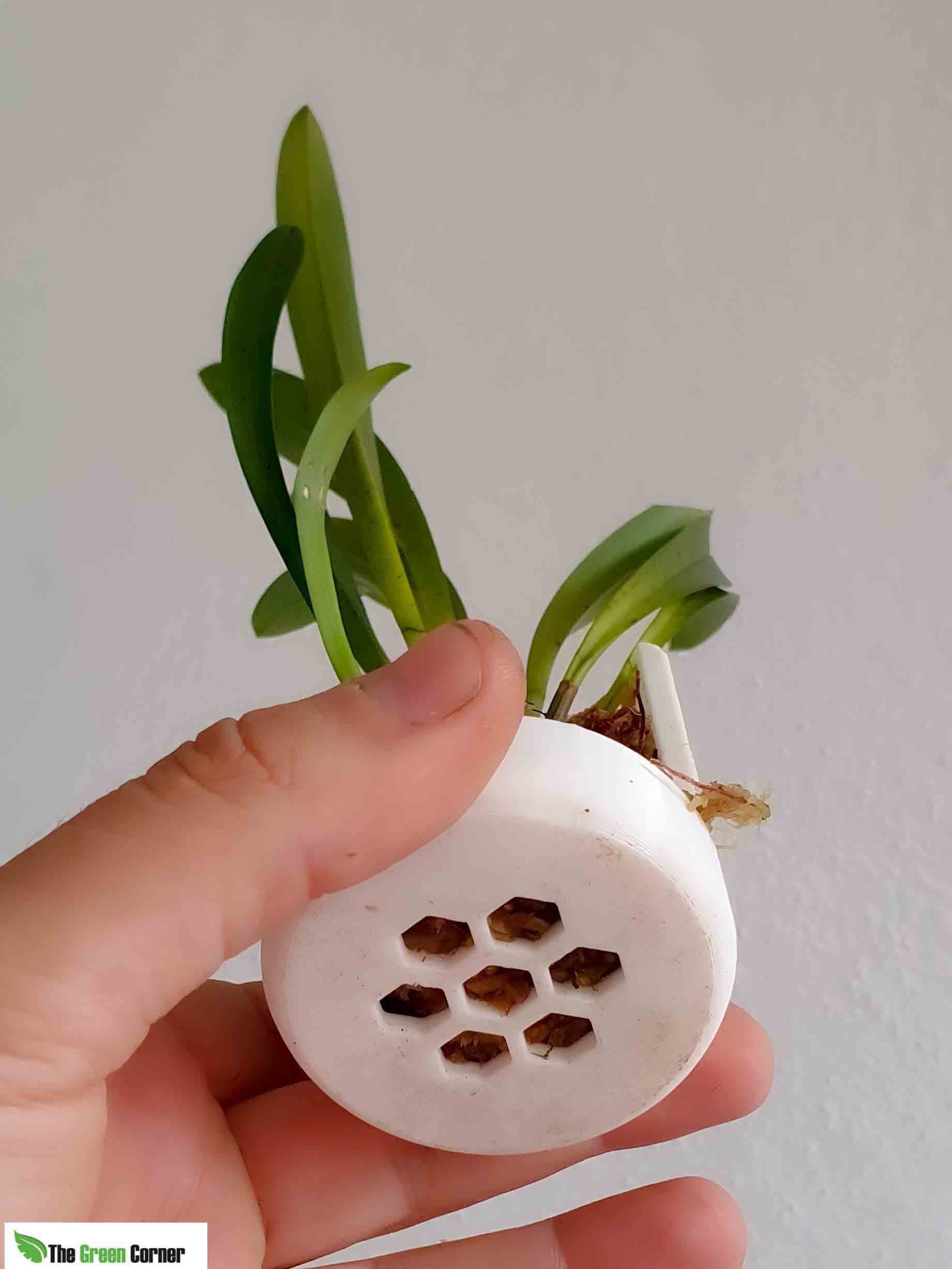 Maceta para montar orquídeas color marrón-5,8cm de Diámetro 2