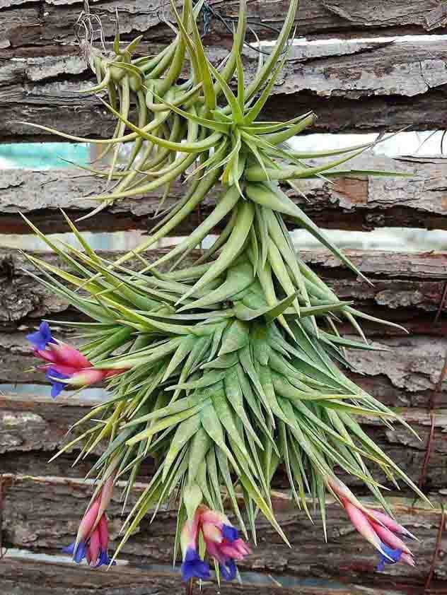 Tillandsia Aeranthos 4