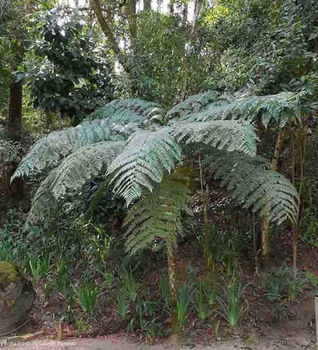 Xaxim triturado 4L - Helecho arborescente 4