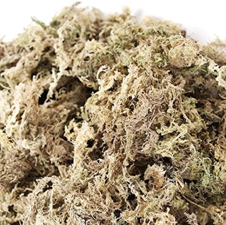 Musgo Sphagnum