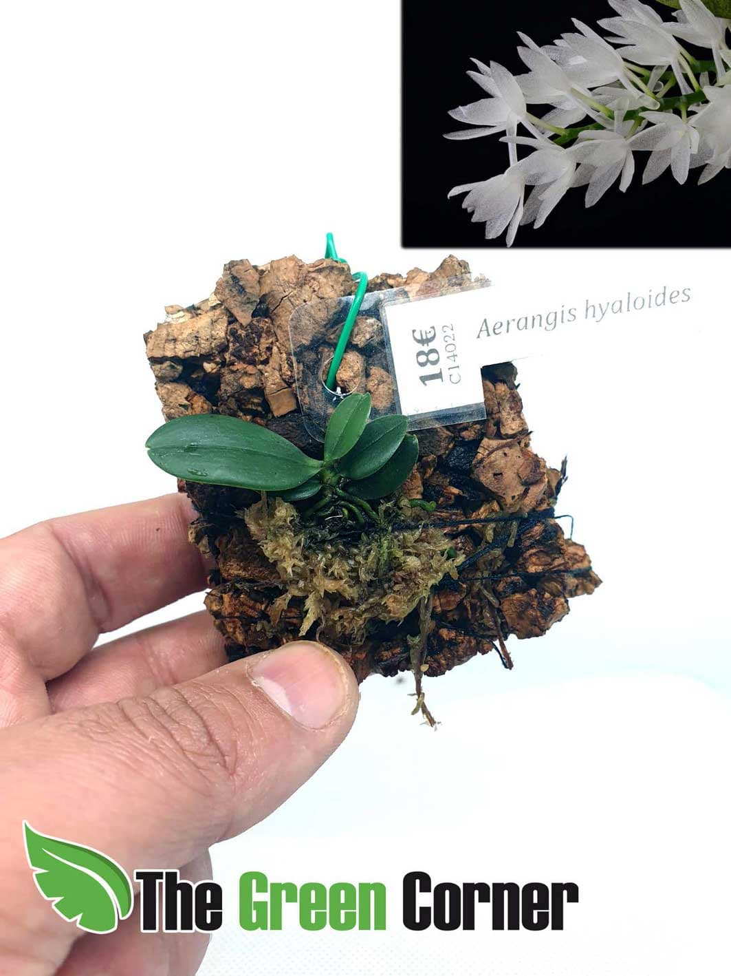 las aerangis son orquideas de floracion nocturna
