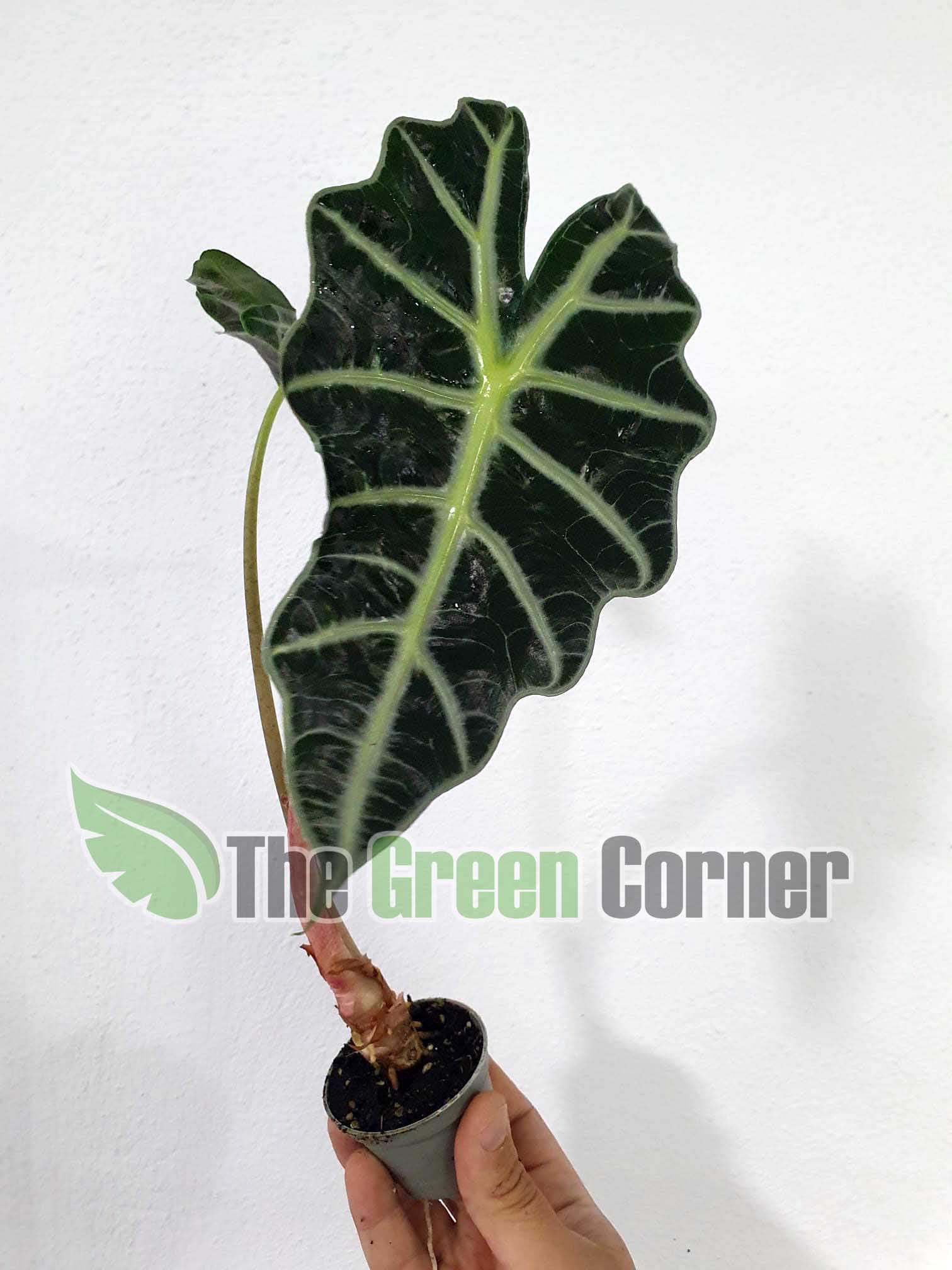 Alocasia bambino curly: planta tropical con mucho estilo